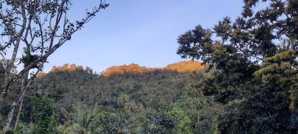 Linn View Home Stay Munnar Ngoại thất bức ảnh